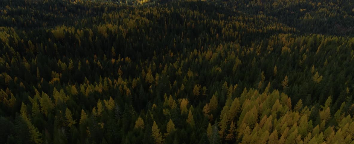 Forested mountaintop changing seasons