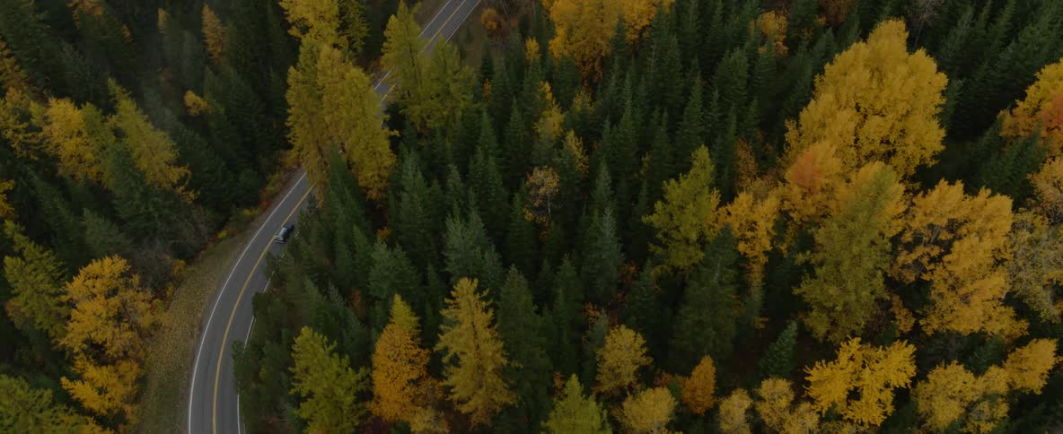 Aerial view of a car driving a winding road through a forest of trees changing into fall colors