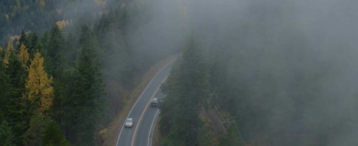 Vehicles driving on foggy road through a pine tree forest