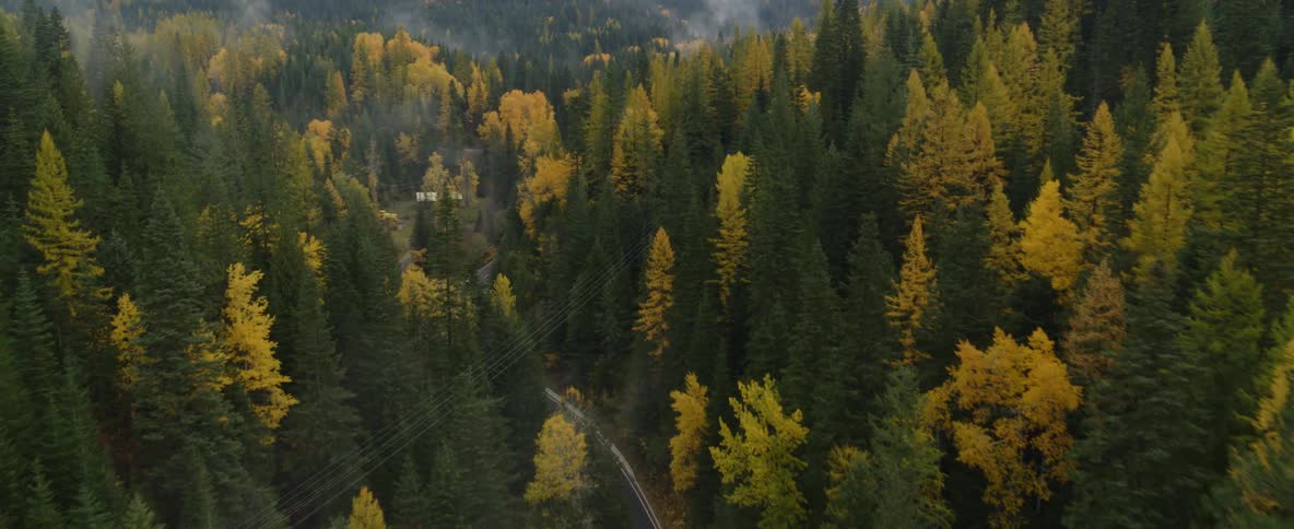 A vehicle drives down a winding road through a changing forest
