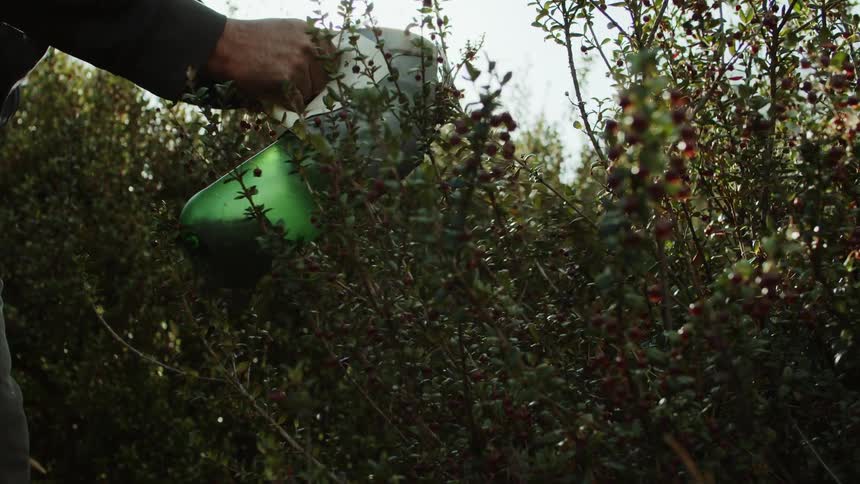 A person is collecting berries from the farm