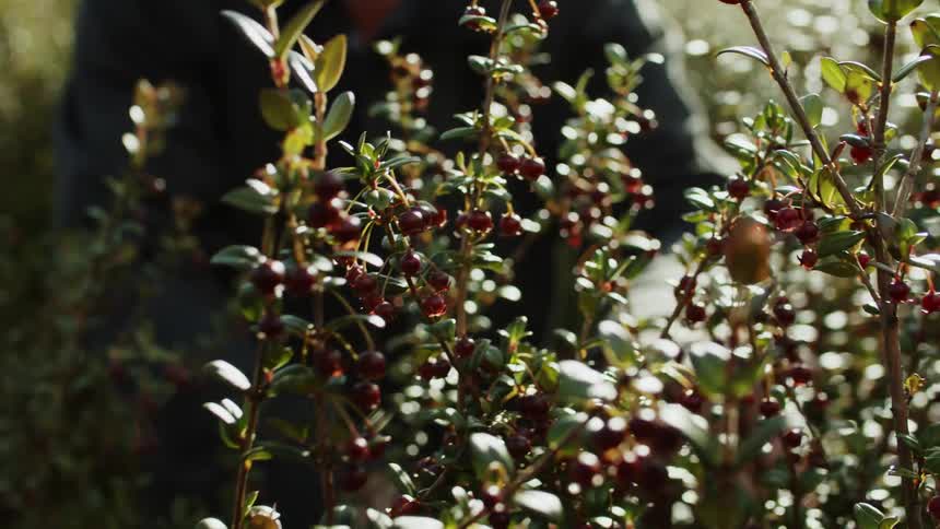A man is using a plastic container to harvest berries off a bush