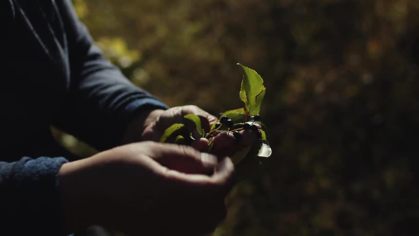 Person picks maqui berries off twig while standing outdoors in shadowy area