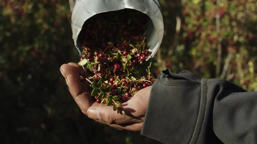 A man pours maqui berries from a metal container into his hand