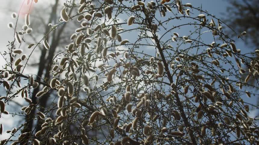 The wind is blowing the branch