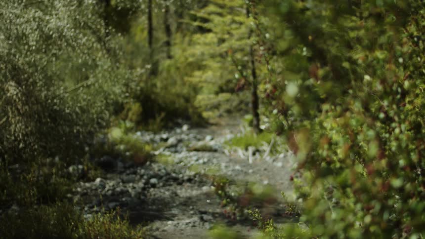 A gravel trail runs below tall trees in the woods in Patagonia