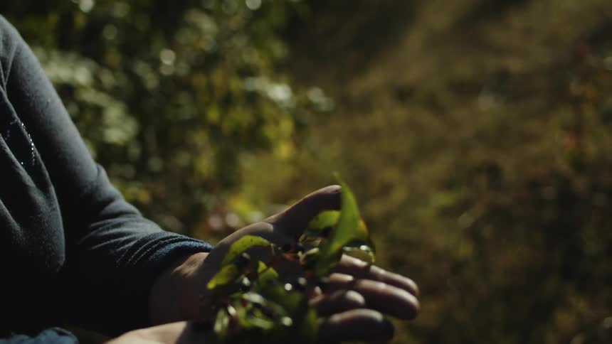 A person is holding berries in their hands