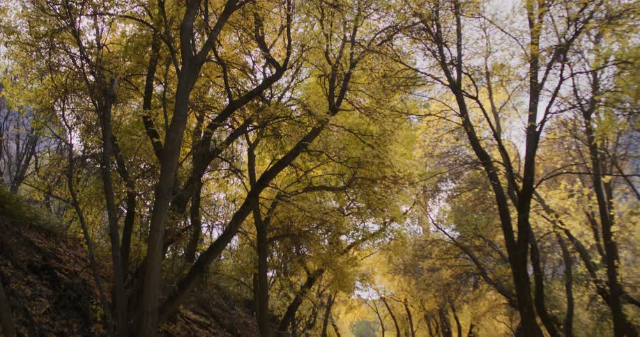 A view of trees outdoors