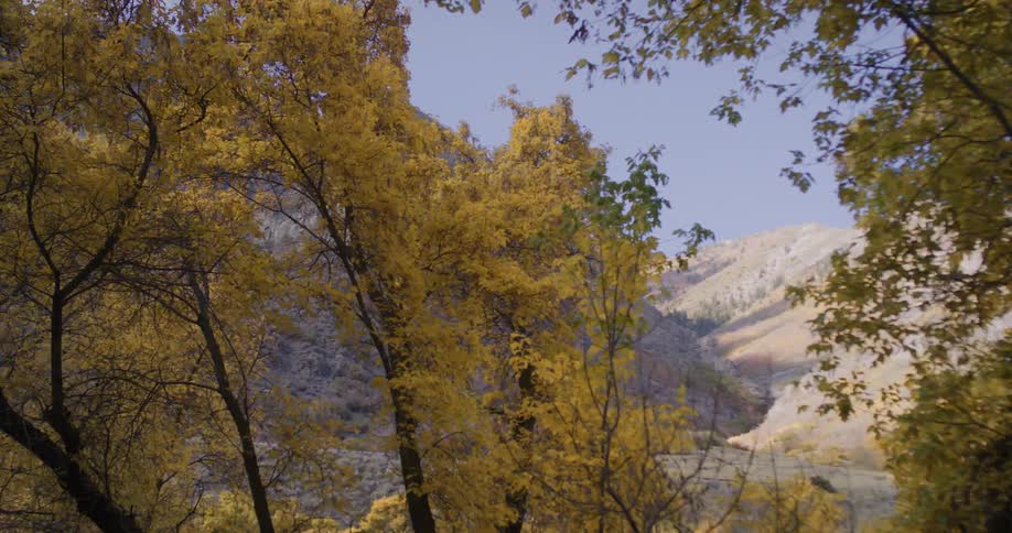 Trees covered in fall leaves in a forest in front of a mountain range