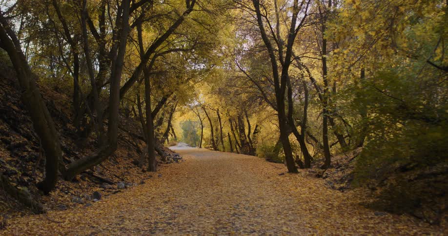 A view of the forest in fall with changing leaves