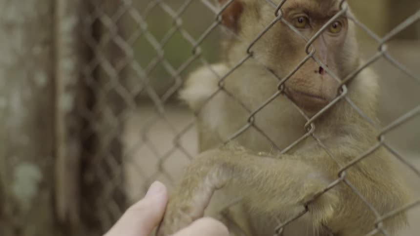Person holding the hand of little monkey behind a fence