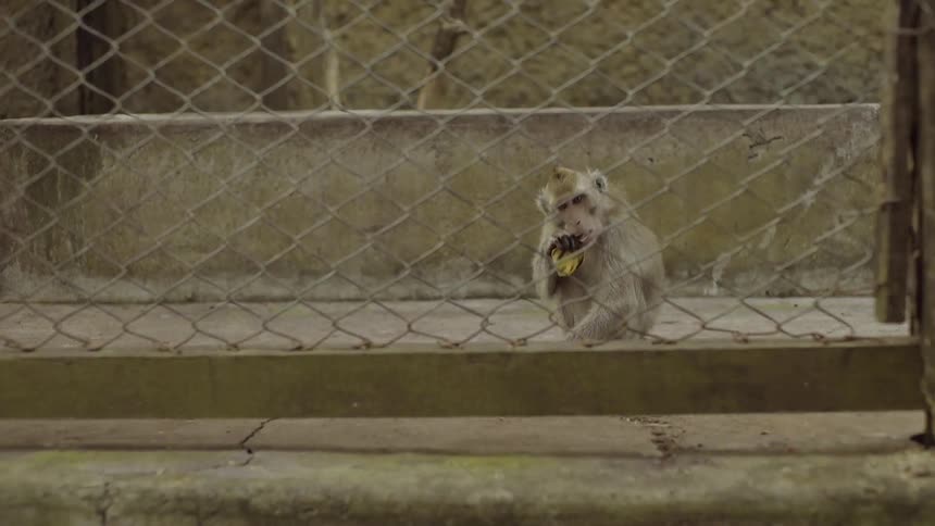 A monkey sits behind a fence near a sidewalk and chews on a piece of vegetation