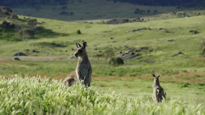 Two kangaroos standing in the green grass
