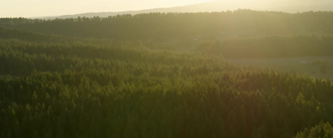 Golden glow sunrise over a forest