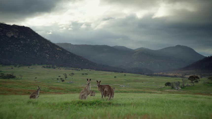 Five kangaroos standing in the grass alert and staring with green grass and hills behind