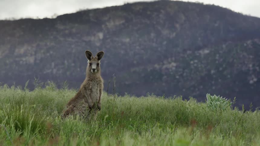 A view of a marsupial in a field
