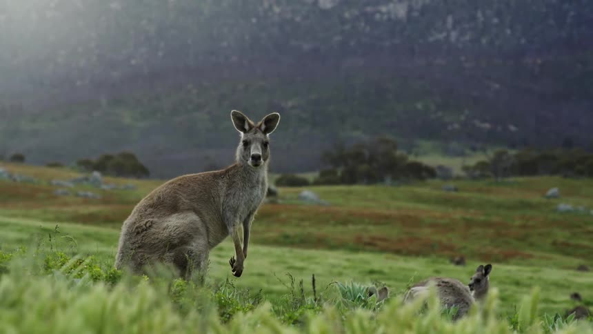 A kangaroo standing alert and looking around near others lying in the grass