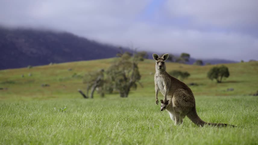 Female kangaroo stands and she and joey in her pouch both watch with foggy mountain in the background