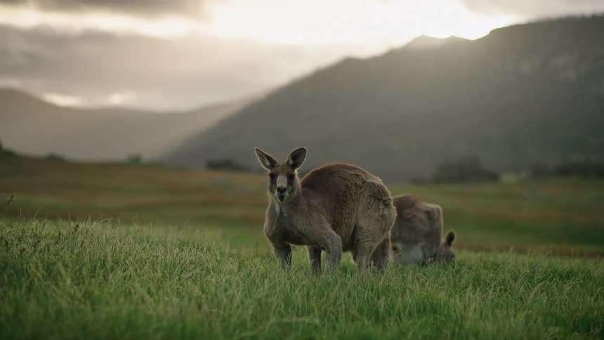 Kangaroos graze on green grass in the field