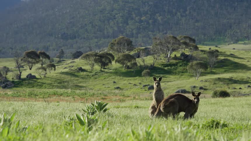 Two kangaroos in the grass looking alert staring in the same direction