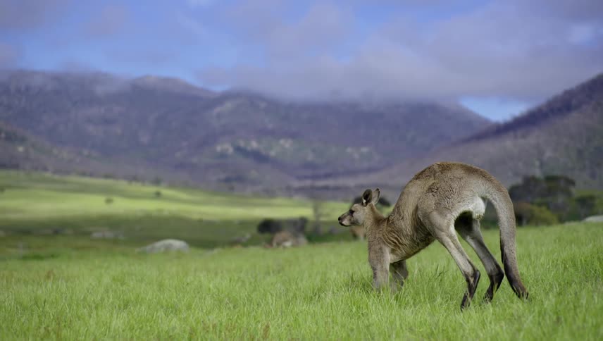 A kangaroo moves through the green grass on all fours