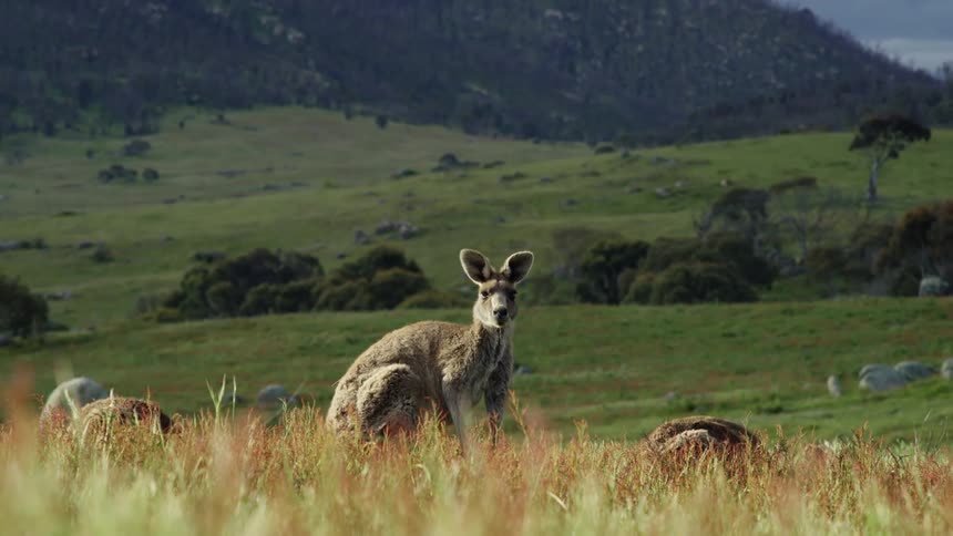 Kangaroos grazes on grass and stand in the field