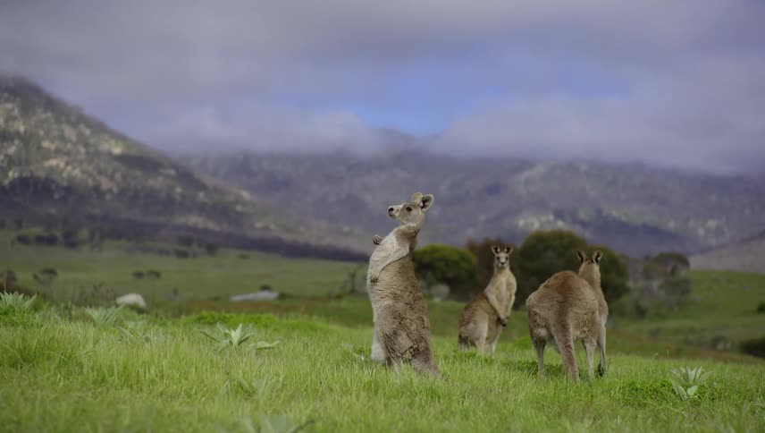 A view of animals outdoors