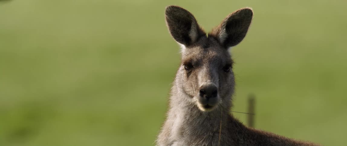 A kangaroo is staring and slowly chewing on a plant