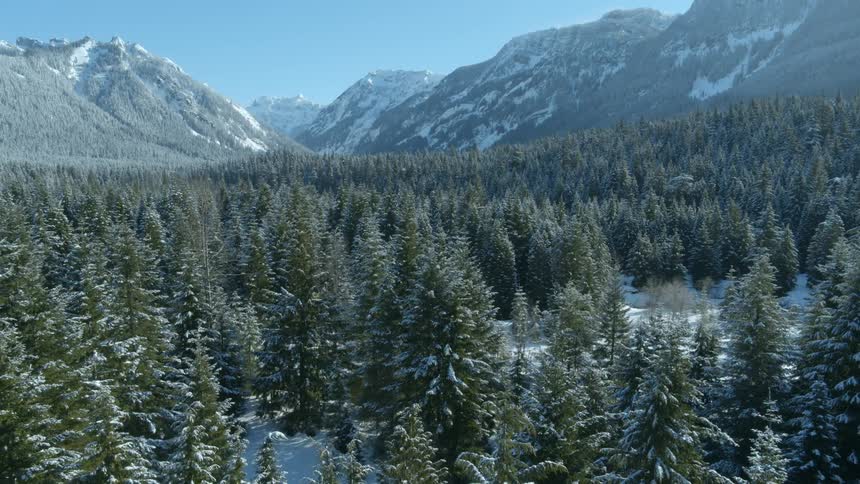 Reveal of a beautiful mountain valley beyond an enormous forest of snow dusted trees