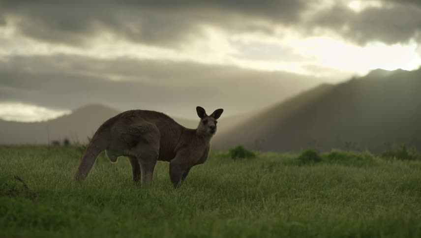 A view of an animal in a field