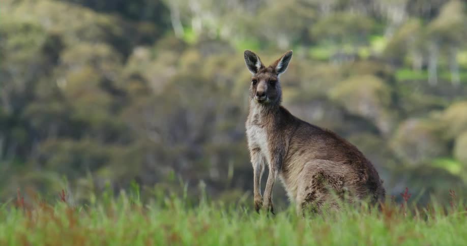 A kangaroo scratches its side while sitting in a field