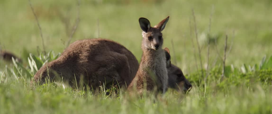 A small kangaroo turns its head standing in the grass near a larger one grazing