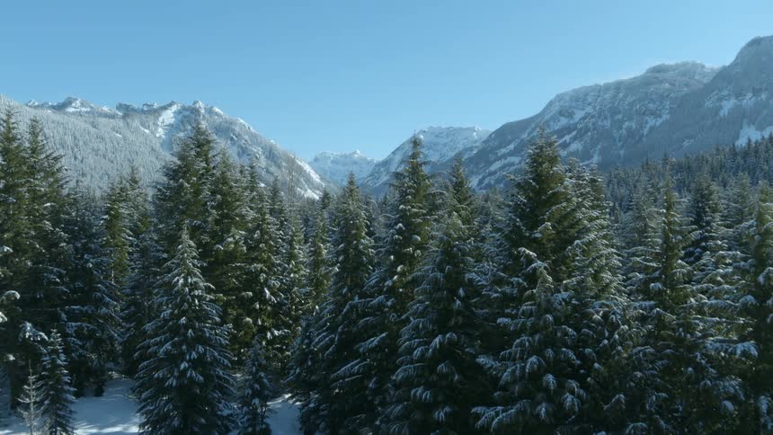 Ascending from a snow covered forest floor to reveal frosty pine trees and snow capped mountains in the distance under a bluebird sky