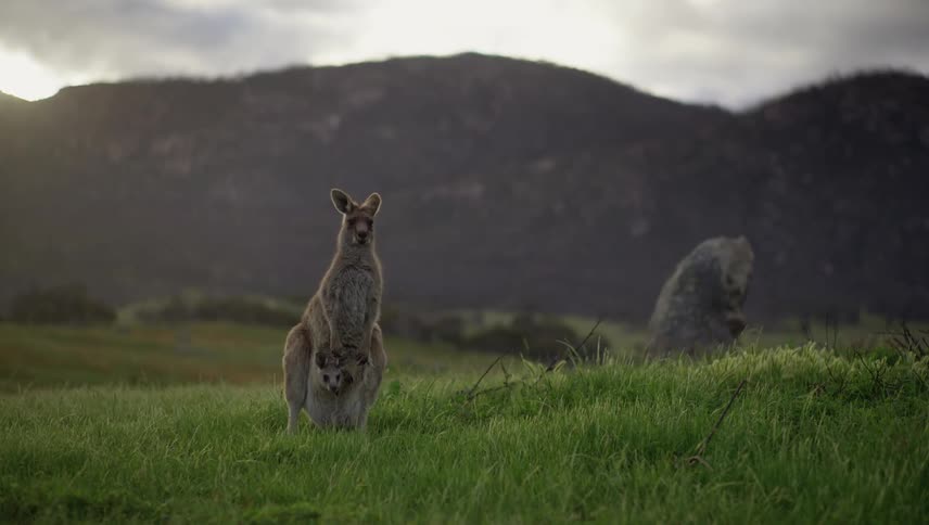 A mother kangaroo hops away with a joey in her pocket