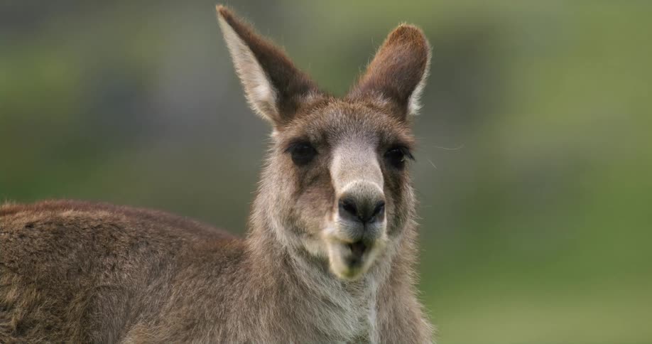 Kangaroo grazes on grass in the field