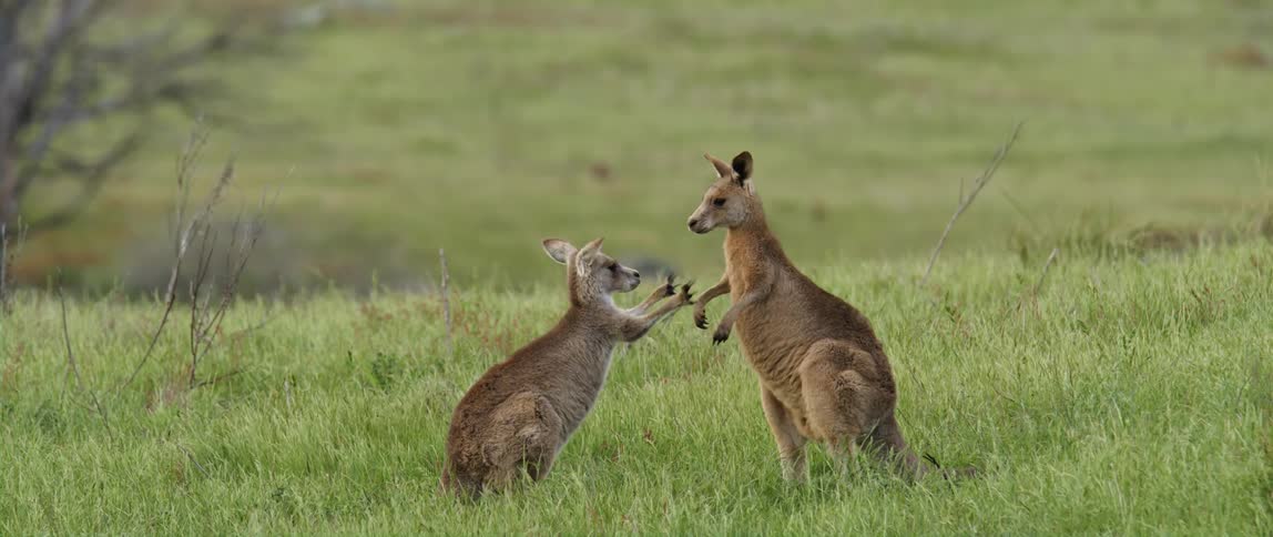 Two kangaroos play in a grassy field