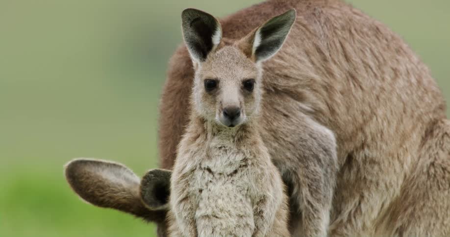 Young kangaroo stands and stares as its mother groomsherself
