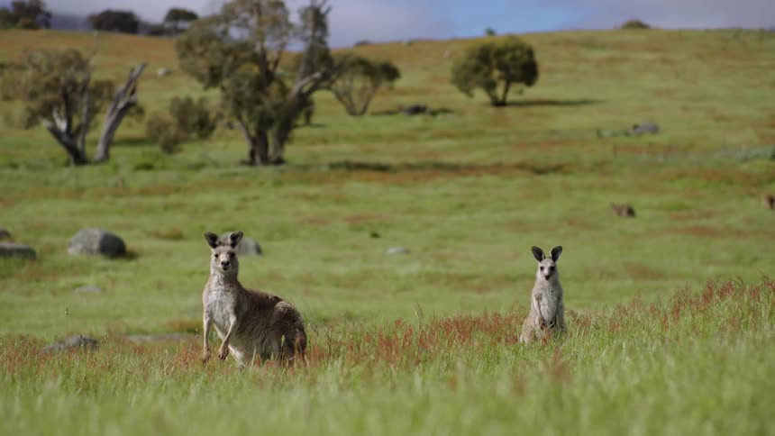 Two kangaroo are on the field