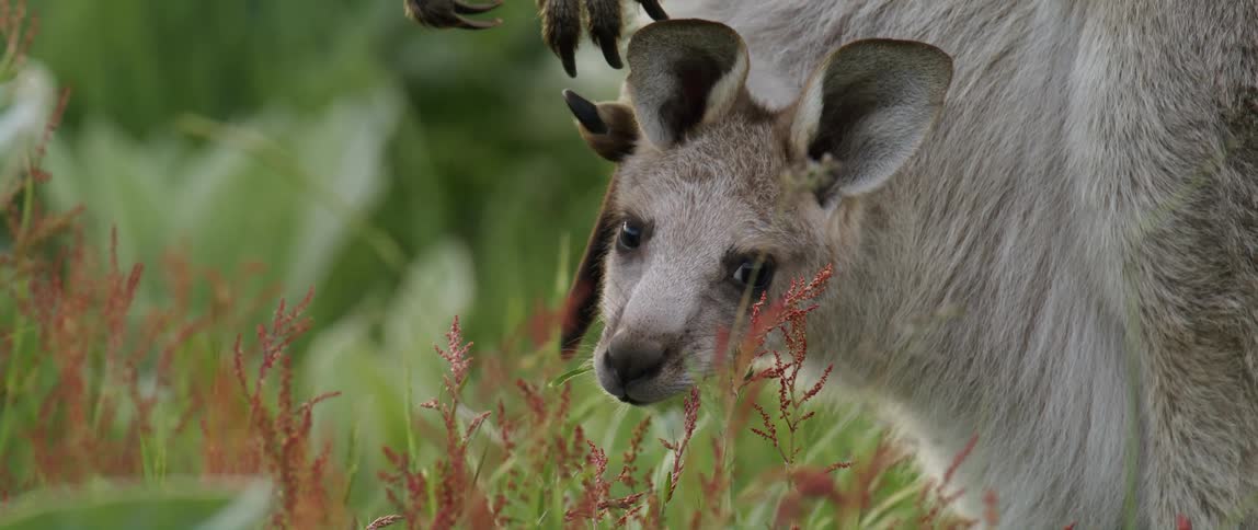 A baby kangaroo stands by its mom and looks through the tall grass