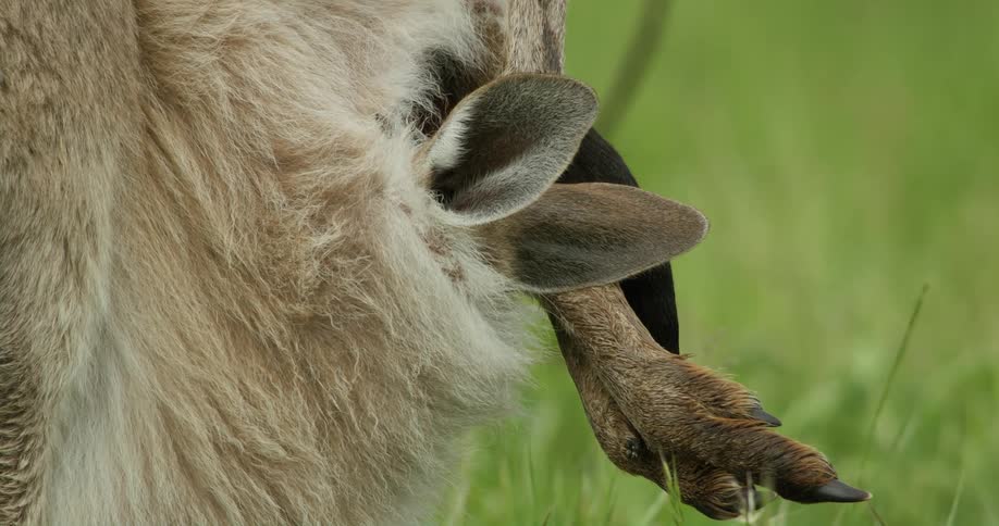 A mom kangaroo standing in the grass with a joey in her pouch ears and legs sticking out