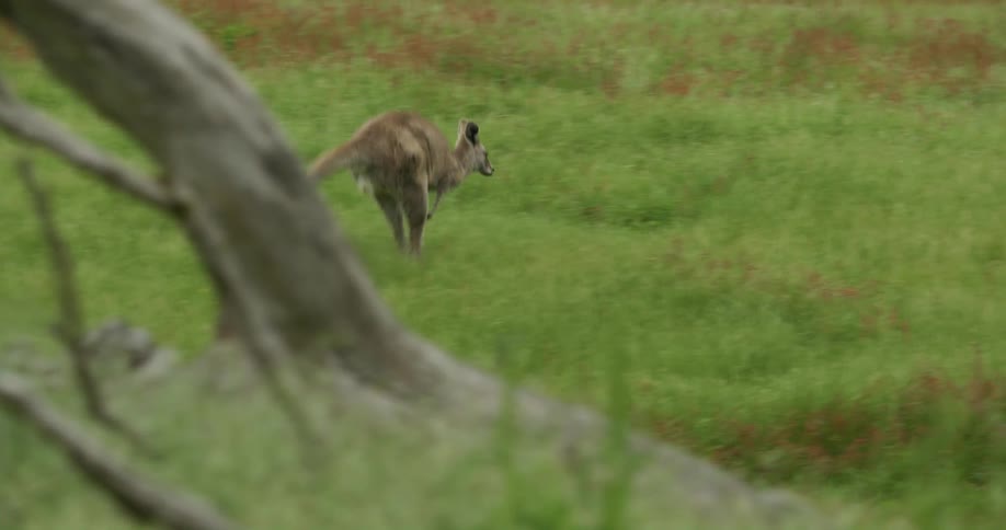 Kangaroo hops quickly across field