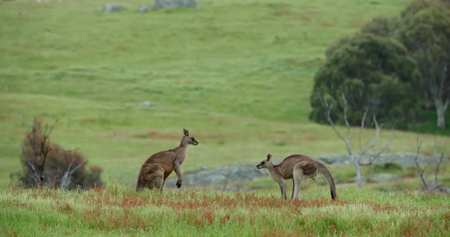 Two kangaroos stand in fieldat bottom of grassy slope and look around