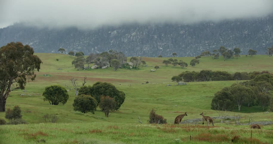 A view of kangaroos outdoors