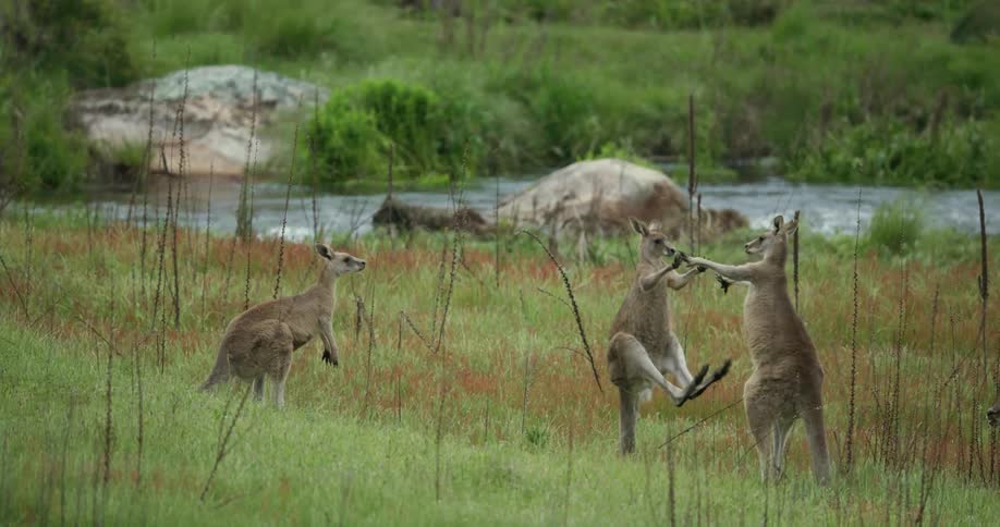 Two kangaroos righting on a meadow near a flowing river
