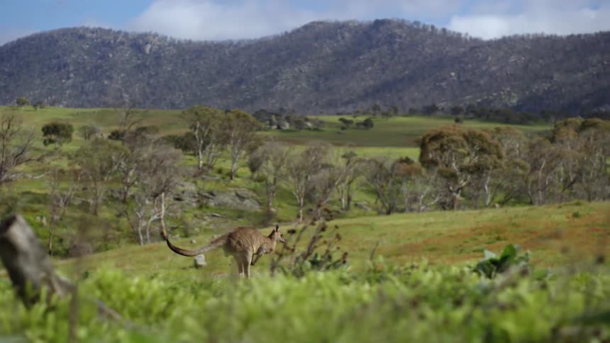 A kangaroo is hopping across the grass in the hills