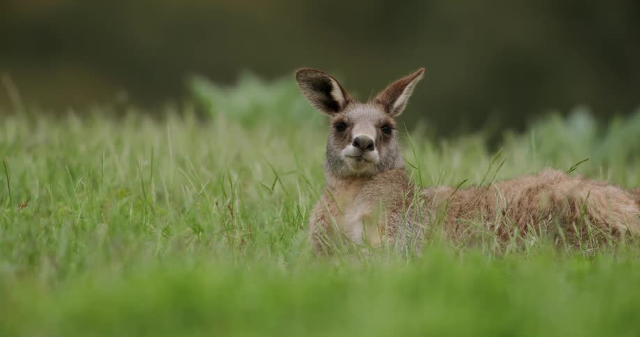 A view of a kangaroo laying outdoors