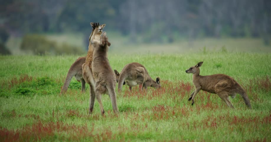 Three kangaroos fighting in a pasture as the others graze and watch