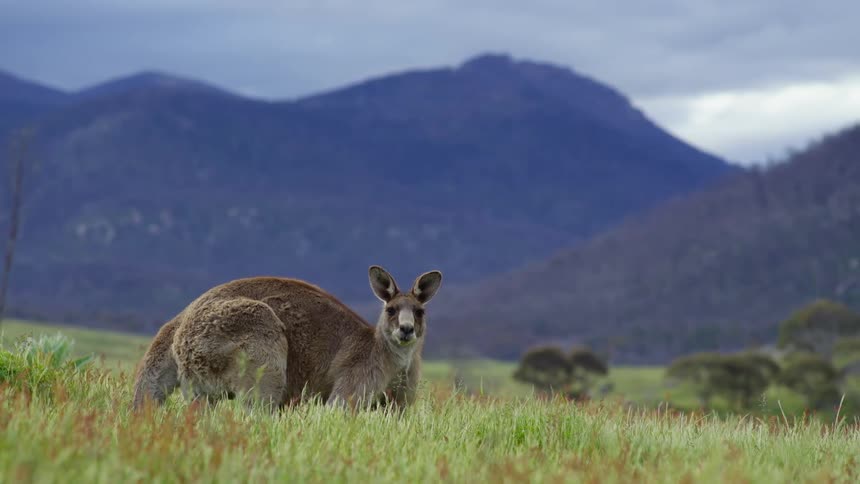 Kangaroo crouches as it chews and stare in meadow with mountains in the background