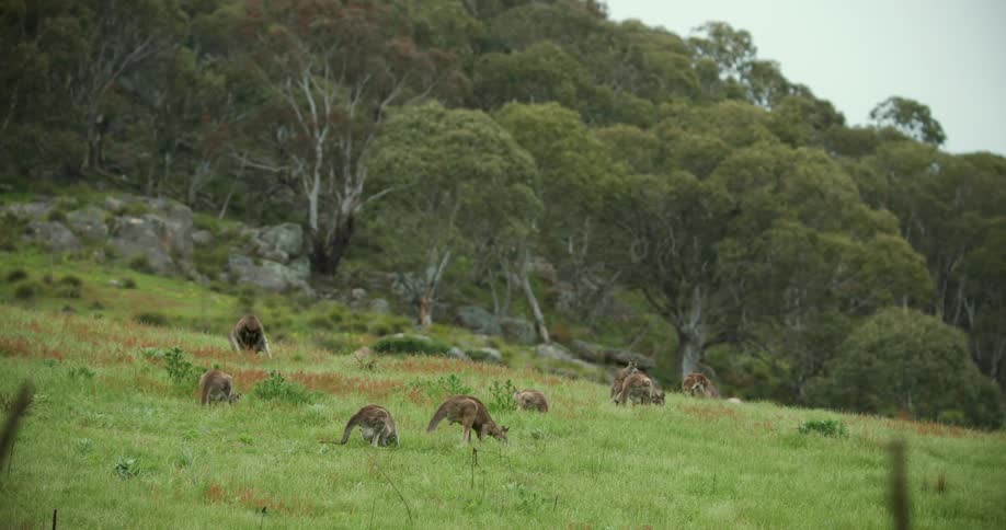 Kangroos grazes on grass on hill slope