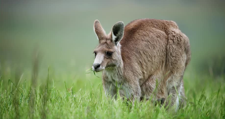 A kangaroo eats grass as her baby lies underneath her